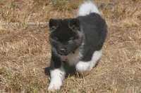 IHM1 HOLD, a male Akita for sale in Anza, CA – Photo 7 of 9