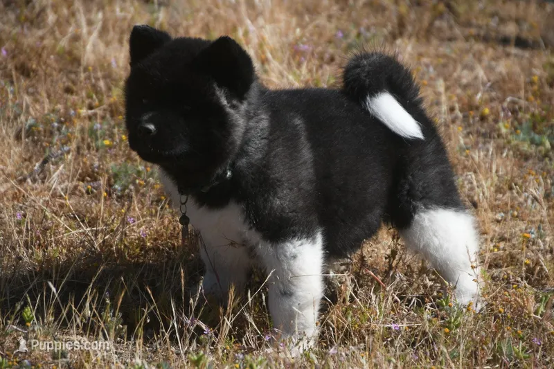 IHM1  – Akita puppy for sale in Anza, CA