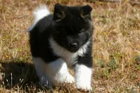 IHM1 HOLD, a male Akita for sale in Anza, CA – Photo 8 of 9