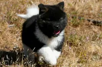 IHM1 HOLD, a male Akita for sale in Anza, CA – Photo 5 of 9