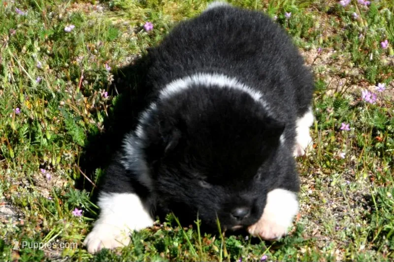 IHM1  – Akita puppy for sale in Anza, CA