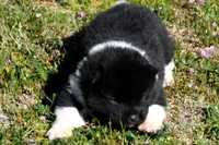 IHM1 , a male Akita for sale in Anza, CA – Photo 1 of 4