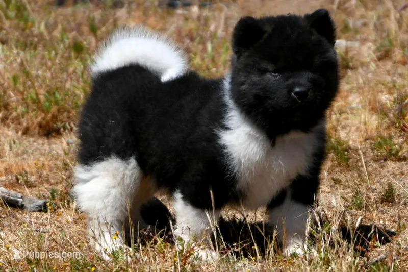 IHM1  – Akita puppy for sale in Anza, CA
