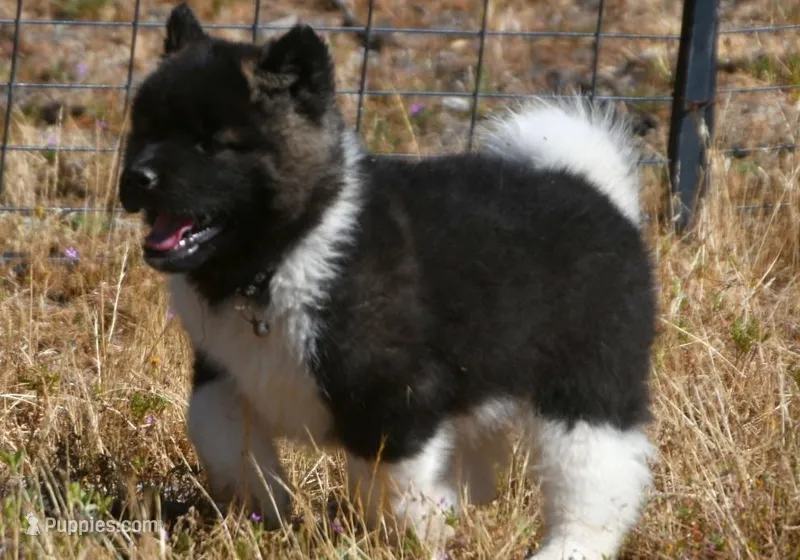 IHM1 HOLD – Akita puppy for sale in Anza, CA
