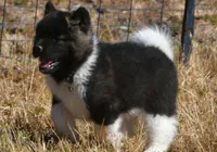 IHM1 HOLD, a male Akita for sale in Anza, CA – Photo 1 of 9