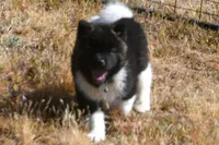 IHM1 HOLD, a male Akita for sale in Anza, CA – Photo 9 of 9