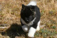 IHM1 HOLD, a male Akita for sale in Anza, CA – Photo 4 of 9