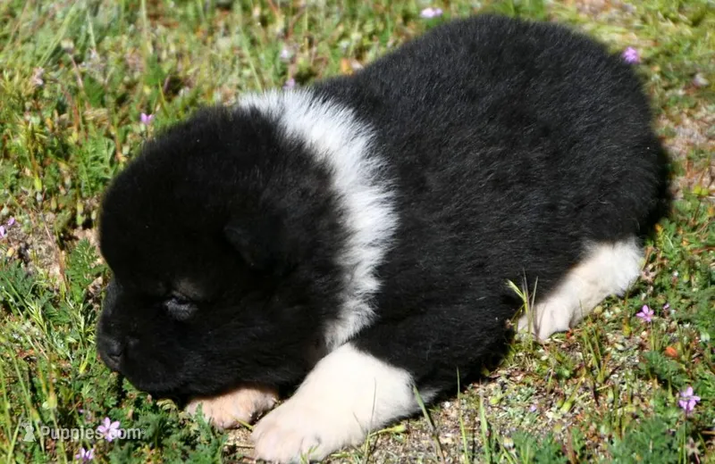 IHM1  – Akita puppy for sale in Anza, CA