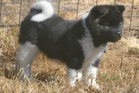 IHM1 HOLD, a male Akita for sale in Anza, CA – Photo 3 of 9