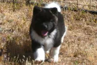 IHM1 HOLD, a male Akita for sale in Anza, CA – Photo 6 of 9