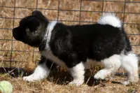 IHM1 HOLD, a male Akita for sale in Anza, CA – Photo 2 of 9