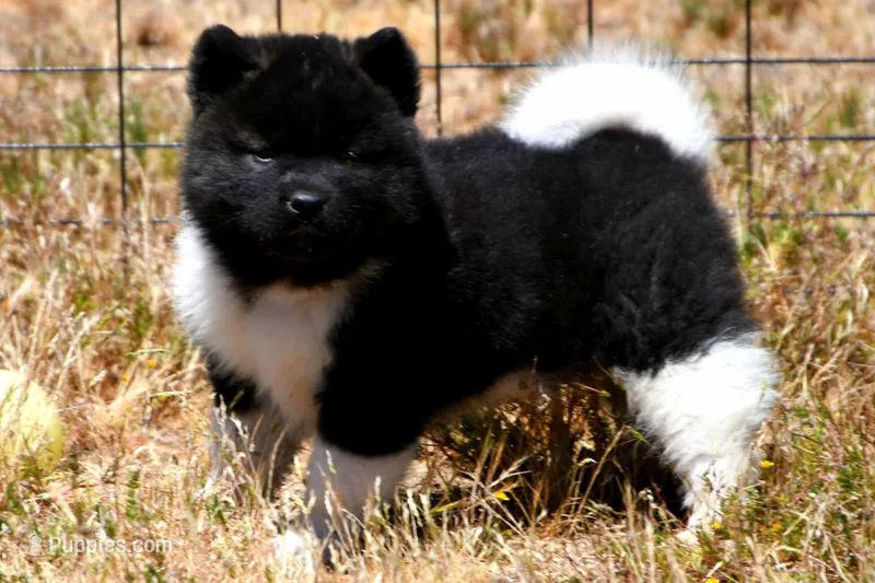 IHM1  – Akita puppy for sale in Anza, CA