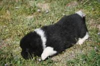 IHM1 , a male Akita for sale in Anza, CA – Photo 3 of 4