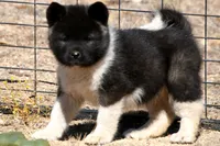 EOF0 , a male Akita for sale in Anza, CA – 5 of 10