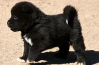 EOM3 , a male Akita for sale in Anza, CA – 6 of 10