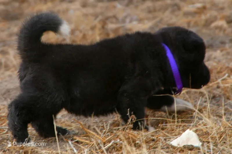 NTF2 – Akita puppy for sale in Anza, CA