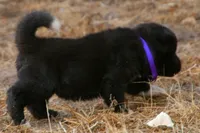 NTF2, a female Akita for sale in Anza, CA – 8 of 8