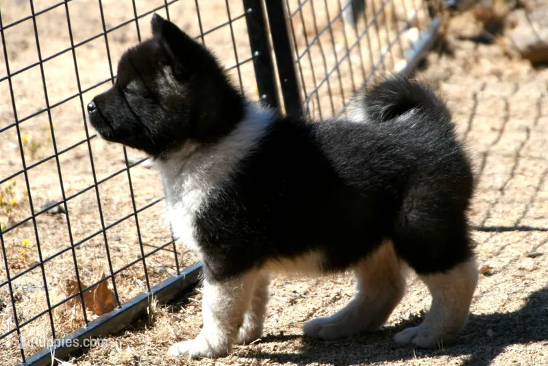 EOF0 HOLD – Akita puppy for sale in Anza, CA