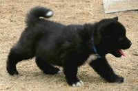 NTM1 HOLD, a male Akita for sale in Anza, CA – 5 of 7