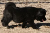 PKF1 , a female Akita for sale in Anza, CA – 3 of 10