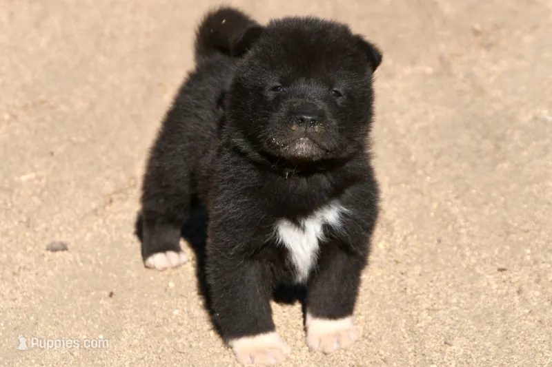 EOM1 – Akita puppy for sale in Anza, CA