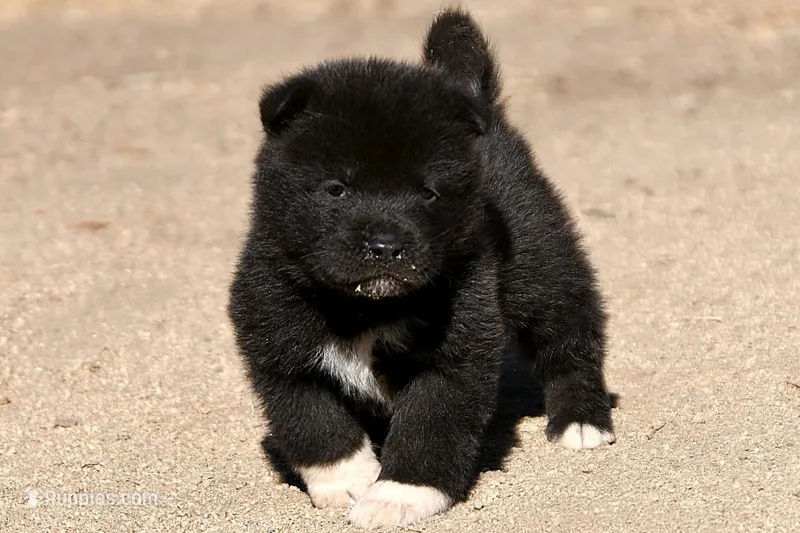 EOM1 – Akita puppy for sale in Anza, CA