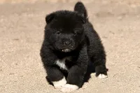 EOM1 LUFFY BRANDON, a male Akita for sale in Anza, CA – 1 of 10