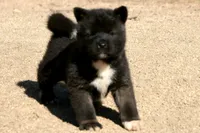 EOM0 HOLD, a male Akita for sale in Anza, CA – 4 of 6
