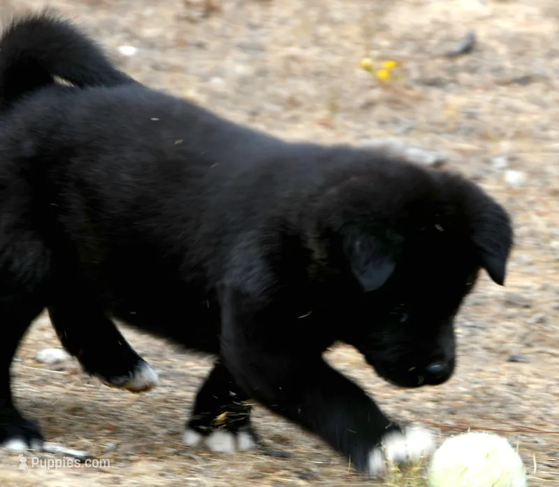 EOM3  – Akita puppy for sale in Anza, CA