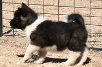 EOF0, a female Akita for sale in Anza, CA – 7 of 8