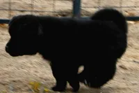 PKF1 HOLD, a female Akita for sale in Anza, CA – 9 of 10