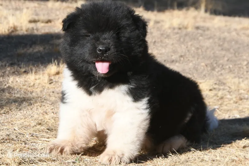 MKM2  LONG COAT – Akita puppy for sale in Anza, CA