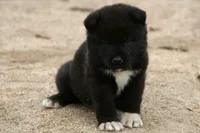 NTF2, a female Akita for sale in Anza, CA – 1 of 8