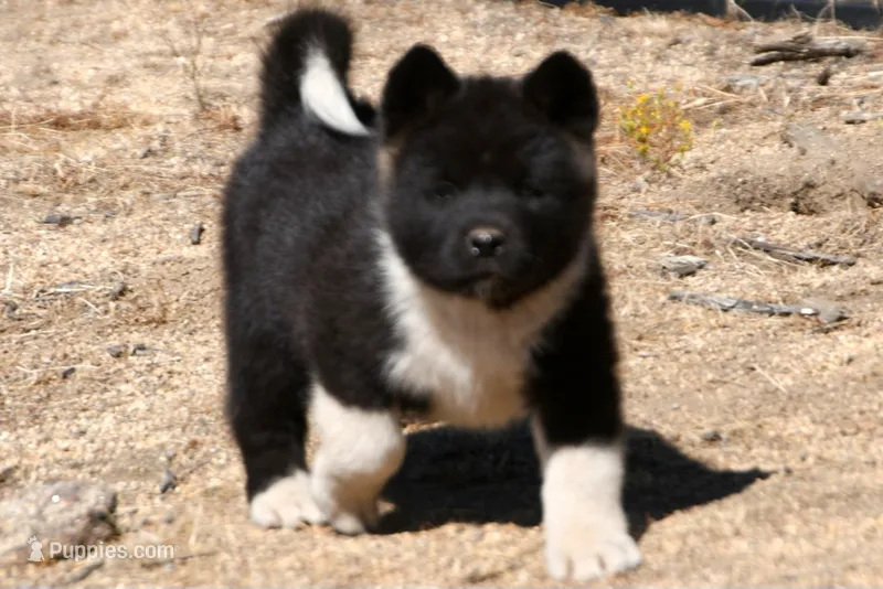 EOF1  – Akita puppy for sale in Anza, CA
