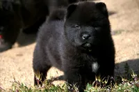 MOM2. HOLD, a male Akita for sale in Anza, CA – Photo 3 of 10