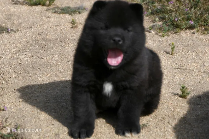 MOM2 – Akita puppy for sale in Anza, CA