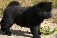 MOM2. HOLD, a male Akita for sale in Anza, CA – Photo 8 of 10