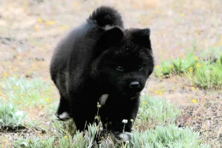 MOM2 – Akita puppy for sale in Anza, CA