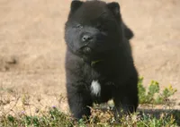 MOM2. HOLD, a male Akita for sale in Anza, CA – Photo 4 of 10