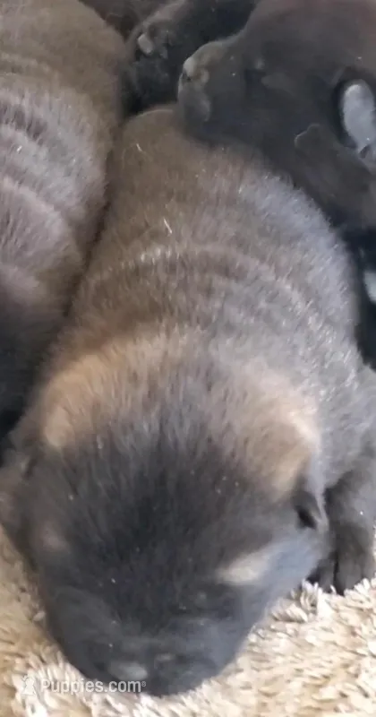 MOM2 – Akita puppy for sale in Anza, CA