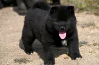 MOM2. HOLD, a male Akita for sale in Anza, CA – Photo 9 of 10