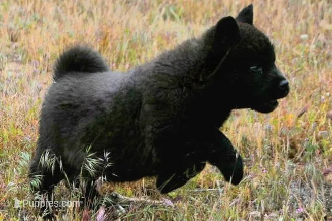 MOM2 – Akita puppy for sale in Anza, CA