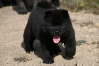 MOM2. HOLD, a male Akita for sale in Anza, CA – Photo 7 of 10
