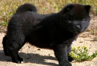 MOM2. HOLD, a male Akita for sale in Anza, CA – Photo 5 of 10