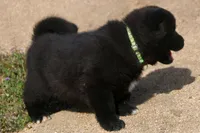 MOM2. HOLD, a male Akita for sale in Anza, CA – Photo 6 of 10