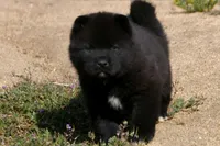 MOM2. HOLD, a male Akita for sale in Anza, CA – Photo 2 of 10