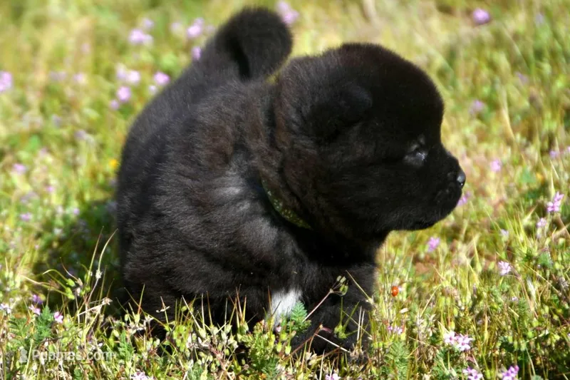 MOM2 – Akita puppy for sale in Anza, CA