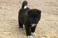 NTF2, a female Akita for sale in Anza, CA – 5 of 8