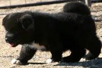 DMF1 SOLD MELISSA, a female Akita for sale in Anza, CA – 5 of 9