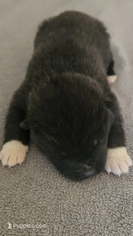 EOM2 – Akita puppy for sale in Anza, CA